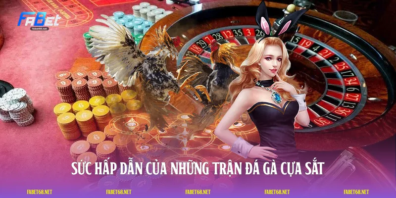 Sức hấp dẫn của những trận đá gà cựa sắt